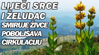 MAGIČNE BILJKE SPAS ZA ŽELUDAC SRCE I JETRU JAČA IMUNITET Dr Mihajlović [upl. by Nassir]