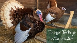 Tips For Turkeys in the Winter [upl. by Trudnak266]