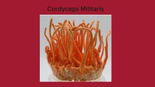 Well Cordyceps Militaris Drops 👍🏻 [upl. by Yrrej]