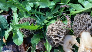 Première sortie au morilles  elles arrivent 👍👍 [upl. by Rehpotsirhc]