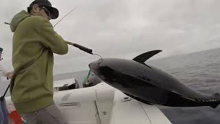 The Reel Life Scoooores Tuna are within 100 miles of San Diego Right now [upl. by Dabbs]