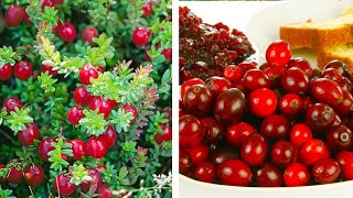 How to Plant Cranberries Easy Fruit Growing Guide [upl. by Barmen]