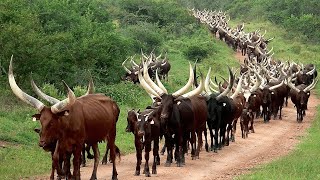 Millones de bovinos de cuernos largos en América y África se crían de esta manera ganadería castle [upl. by Neva]