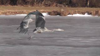 Great Blue Herons fight  Sea Gull got her fish back [upl. by Obidiah247]