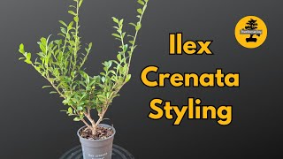 From Start to Bonsai Styling an Ilex Crenata Tree for the Future [upl. by Nettle]