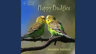 Budgerigars Waking Up [upl. by Ater]