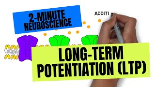 2Minute Neuroscience LongTerm Potentiation LTP [upl. by Nolahs]