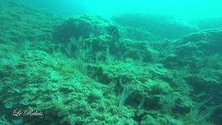 sortie en apnée dans la réserve de banyuls sur mer [upl. by Earased]