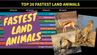 Top 20 FASTEST Land Animals in the World  Animal Speed ​​Comparison [upl. by Nivan810]