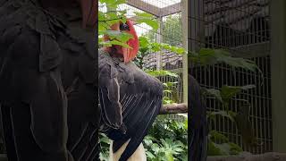 greathornbill nature shortvideo 🦅🐦‍⬛2024 [upl. by Azne772]