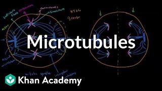 Microtubules  Cells  MCAT  Khan Academy [upl. by Suoivatnom]