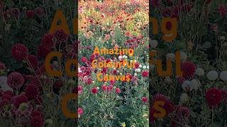 Amazing colour canvas shortsfeed flowers nature shortvideo torontotravelguide scenicviews [upl. by Candyce277]