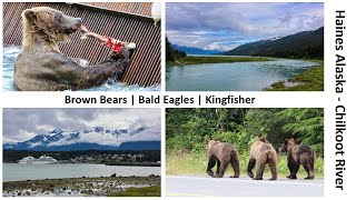 Haines Alaska  Chilkoot River Grizzly Bears Brown Bears with cute cubs and Bald Eagles [upl. by Kera]