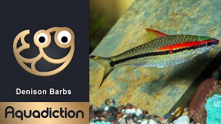 Denison Barbs Puntius Denisonii  Tropical Aquarium Fish [upl. by Gillead253]