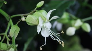 Clerodendrum wallichii quotProsperoquot  Losbaum Glorybower [upl. by Artenahs]