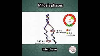 DNA SYNTHESIS  INTERPHASE  MITOSIS  mitosis cellbiology medicine [upl. by Domash]