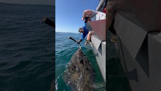 Big halibut coming on board halibut bigfish alaskafishing fishingvideo outdoorsman [upl. by Mccallion593]