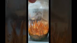 Cordyceps militaris mushroom culture in lab medicinalmushrooms microbiology [upl. by Asp]