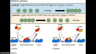 Anabolic vs Catabolic [upl. by Hedvig]