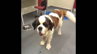 85kg Saint Bernard trying to play with puppy [upl. by Elkraps938]