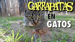 Garrapatas en Gatos [upl. by Yracaz]