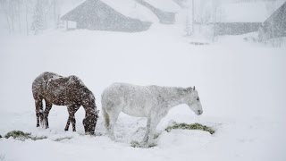 Snow and Horses at Vista Verde Ranch [upl. by Atiuqan]