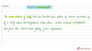 What is mesophyll [upl. by Jez]