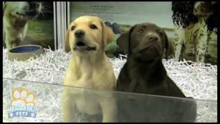 Purebred Labrador puppies [upl. by Andria]