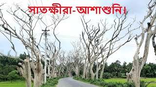 সাতক্ষীরাআশাশুনি সড়কে একটি বিশেষ ধরনের পোকার আক্রমণে অসংখ্য রেইনট্রি গাছ মারা গেছে। [upl. by Oalsecnew]