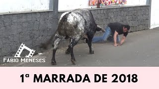 1ª MARRADA DE 2018 na LADEIRA BRANCA  Ilha TerceiraAçores [upl. by Rastus874]