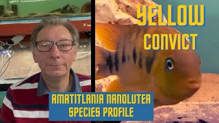 Amatitlania nanoluteus Species Profile [upl. by Giraldo]