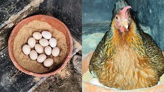 chicken egg harvesting for hatching [upl. by Ahsoj546]