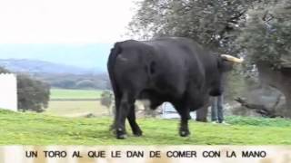 Buenas Tardes Extremadura  Una mascota de 600 kilos [upl. by Mcadams822]