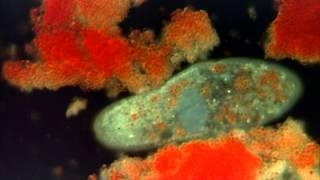 Introduction to the Protists [upl. by Anegue]