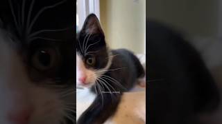 anak kucing meongmeong  kucing lucu shorts cat kitten cats catvideos catlover gatos viral [upl. by Inaoj836]