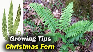 How To Grow And Care For Christmas Fern  Polystichum Acrostichoides [upl. by Ardyaf]