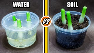 Green Onions Regrowing in Water vs Soil 45 Days Time Lapse [upl. by Tsugua]