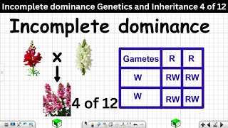 Incomplete dominance Genetics and Inheritance Grade 12 Life Sciences 4 of 12 [upl. by Dorran635]