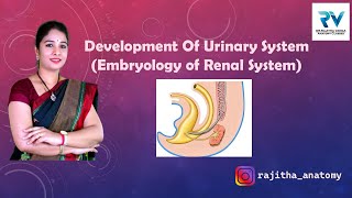 Development of Urinary System  Renal System Embryology by Dr Rajitha Vanga [upl. by Ehud]