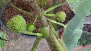 Introducing the IRAQI Fig variety in my collection and the first ripened fruit [upl. by Erleena]