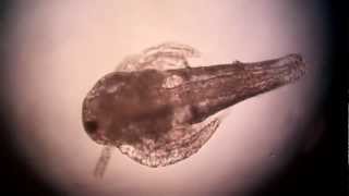 Artemia Nauplius Larva Mag 100 X [upl. by Michaud]