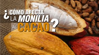 ¿Cómo controlar la MONILIA en el cultivo de CACAO [upl. by Bloxberg84]