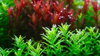 Rotala [upl. by Aniahs]