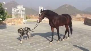 Phantom Great Dane taking Jai Dwaj Marwari horse for a stroll [upl. by Gayner82]