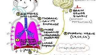 BIO160 Preview Video Lecture 21  Ventilation and Breathing [upl. by Catharina]