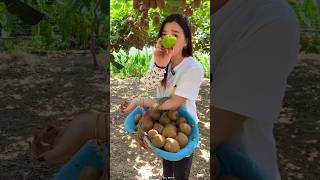 Beautiful Landscape of Kiwi 🥝🥝 Fruit Farm  Rural Farmer Fruit Harvesting shorts satisfying [upl. by Ennove]