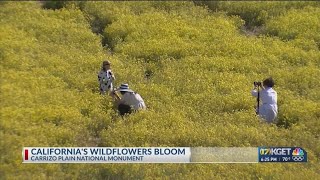 Carrizo Plain National Monument wildflower bloom [upl. by Natala]