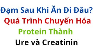 Đạm Sau Khi Ăn Đi Đâu Quá Trình Chuyển Hóa Protein Thành Creatinin Ure [upl. by Carla595]