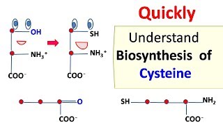 Cysteine biosynthesis [upl. by Yeldnarb954]