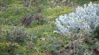 Birds and wildlife near Punta Arenas Chile [upl. by Zamir41]